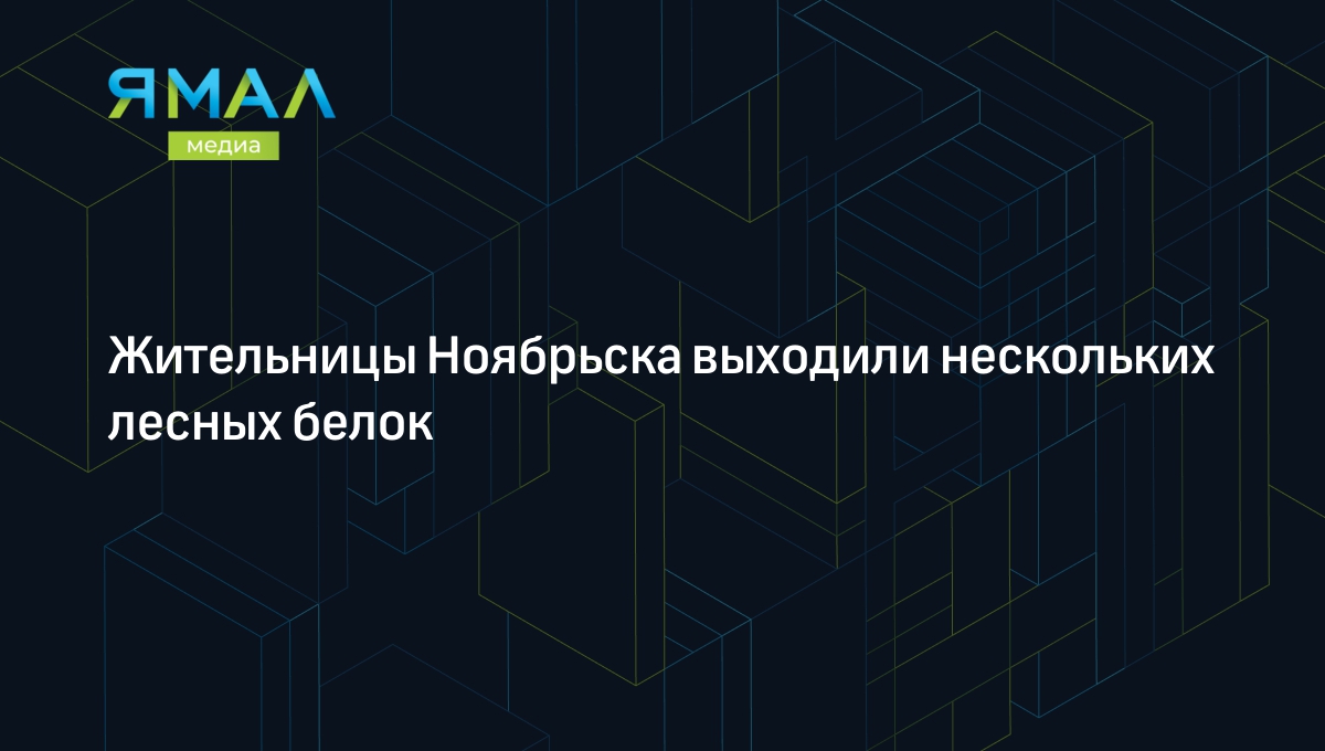 Жительницы Ноябрьска выходили нескольких лесных белок | Ямал-Медиа