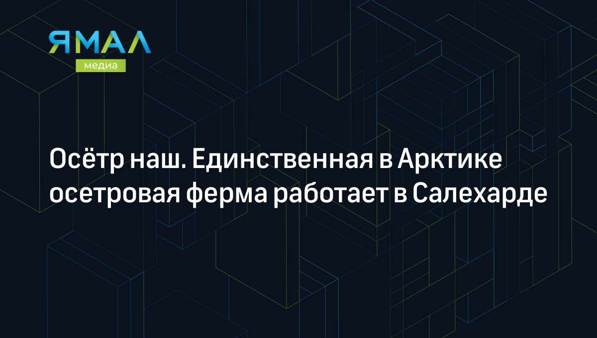 Осётр наш. Единственная в Арктике осетровая ферма работает в Салехарде |  Ямал-Медиа