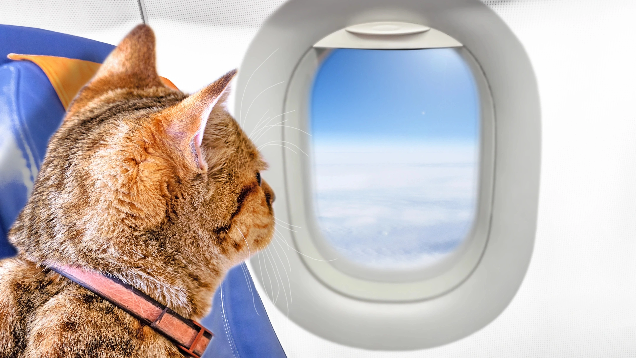 В самолет можно кот. Кот в салоне самолета. Животные вамолете. Животное в самолете. Домашние животные в самолете.