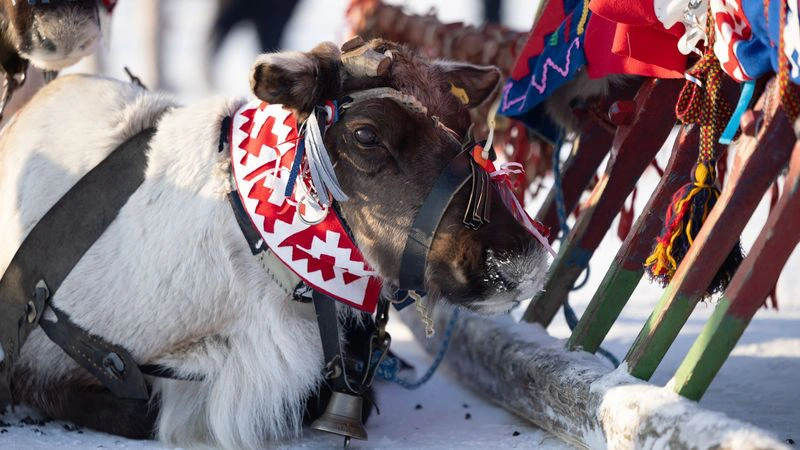 В Ноябрьске готовятся к традиционному празднику кочевников «Авка» (0+)