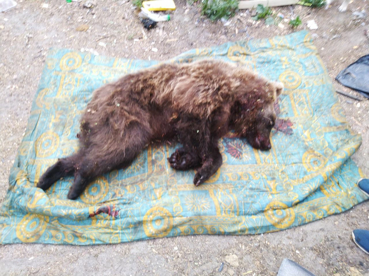 Жертвы нападения медведя (31 фото)