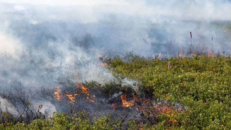 Для муниципалитетов ЯНАО просчитали риск лесных пожаров