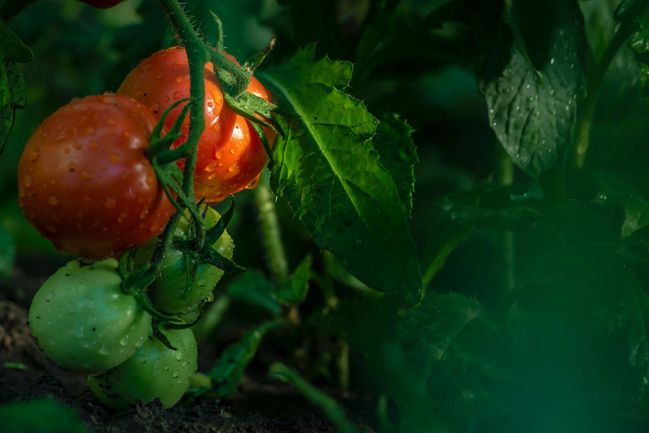 Жительница Аксарки рассказала, как выращивать помидоры сорта «Ямал»