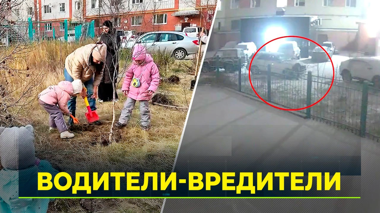 В Новом Уренгое автовладельцы жестоко расправились с деревьями ради  парковочных мест | Ямал-Медиа