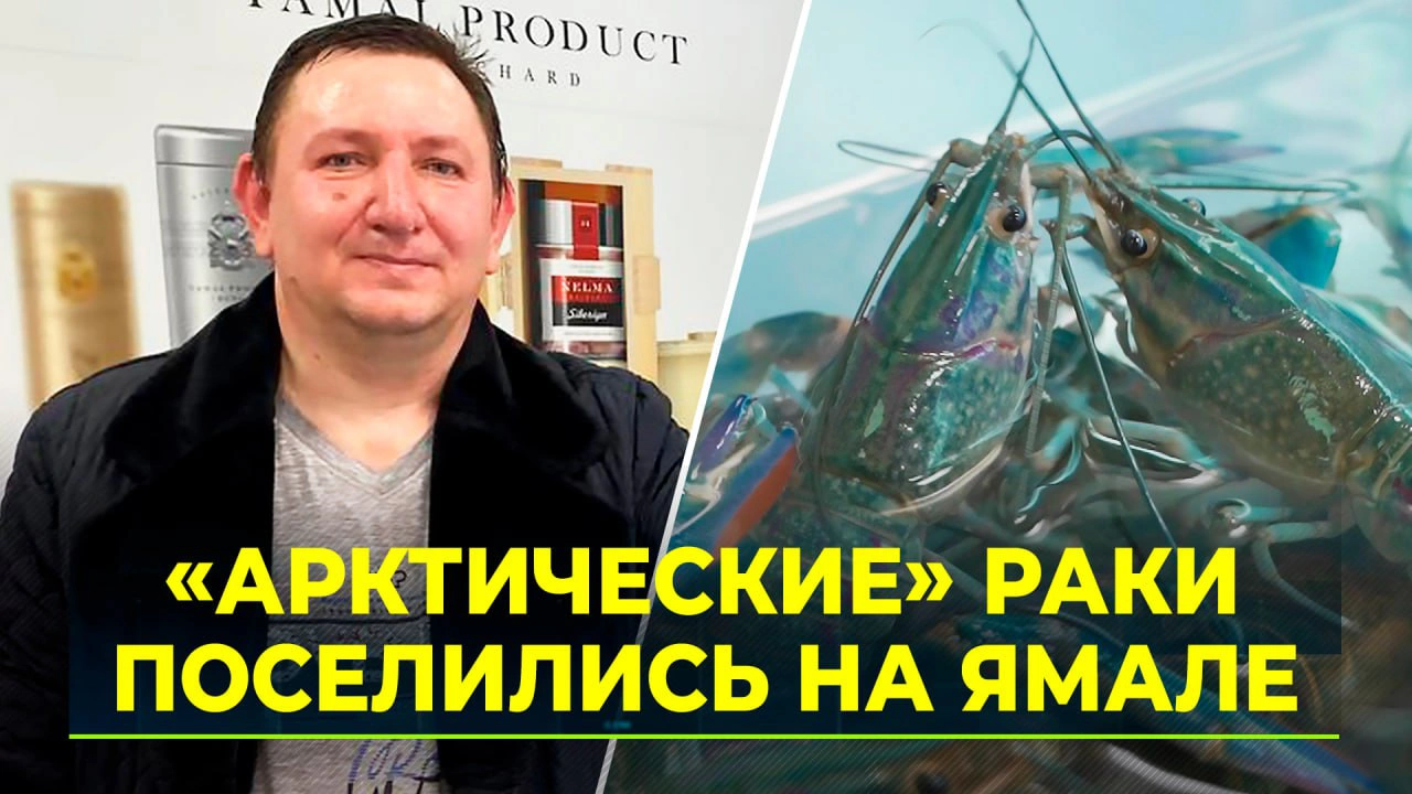 Арктические» раки поселились на Ямале | Ямал-Медиа