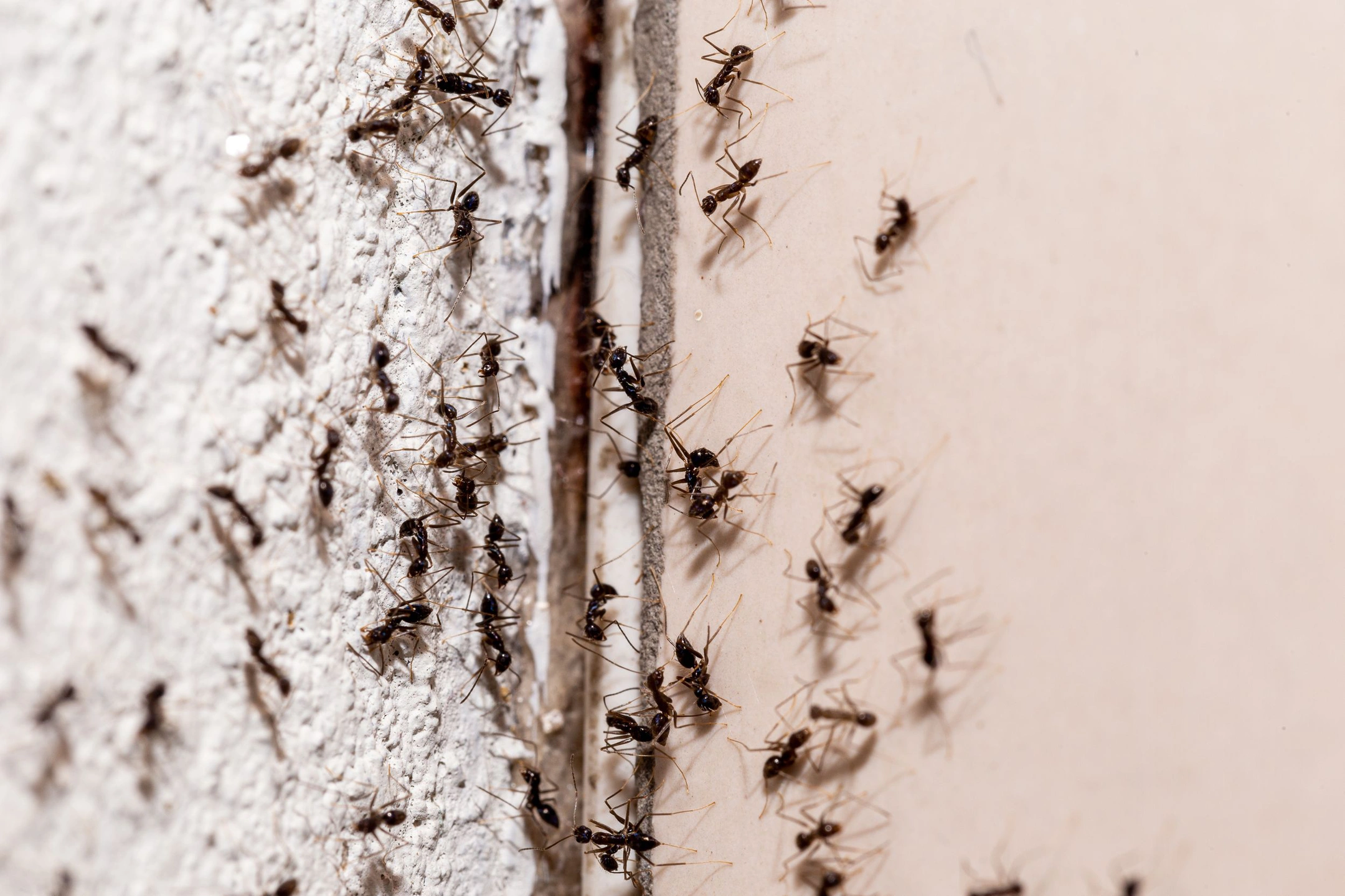 Немецкие зоологи изучили влияние кофеина на аргентинских муравьёв