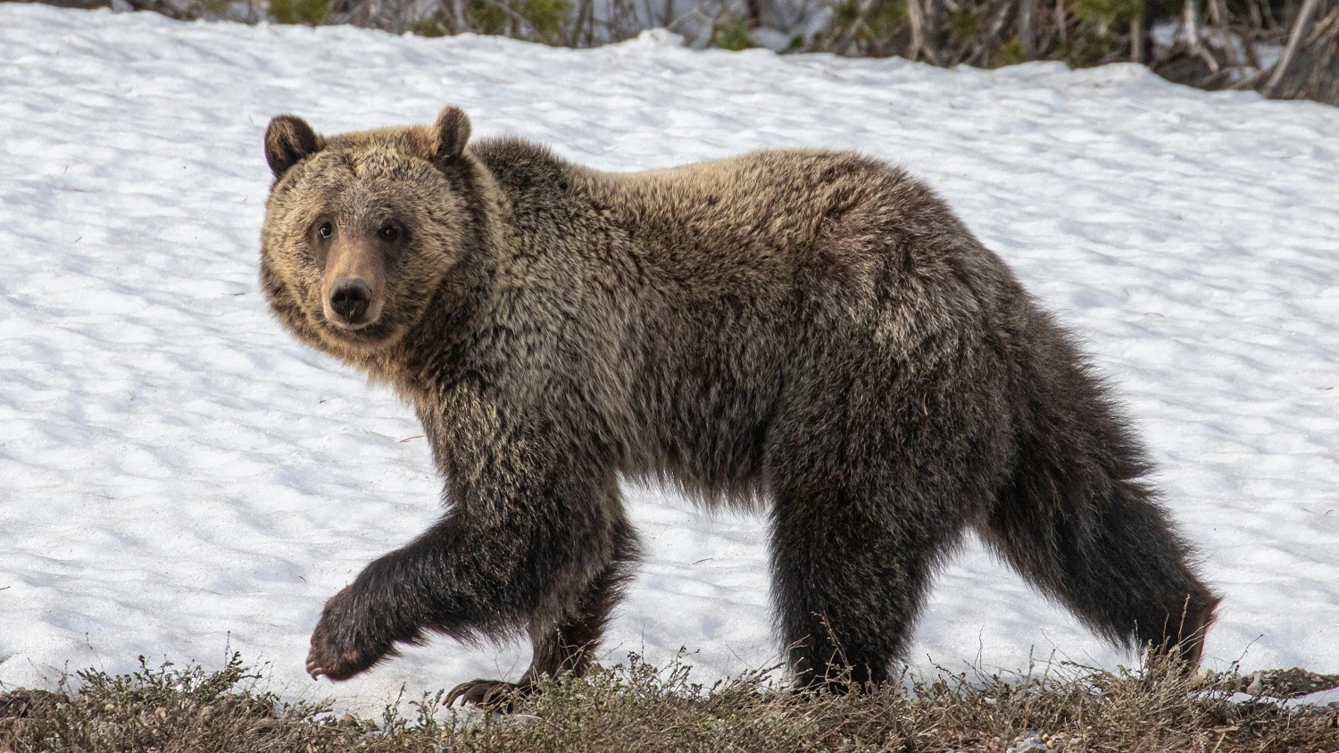 Жителей Мужей Шурышкарского района предупреждают о проснувшихся медведях