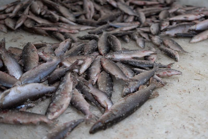 Тазовское рыбодобывающее предприятие стало лучшим на Ямале по объемам добычи рыбы