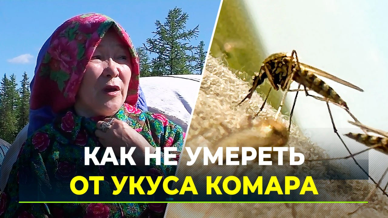 Гнус на Ямале: как не умереть от укуса комара или мошки | Ямал-Медиа