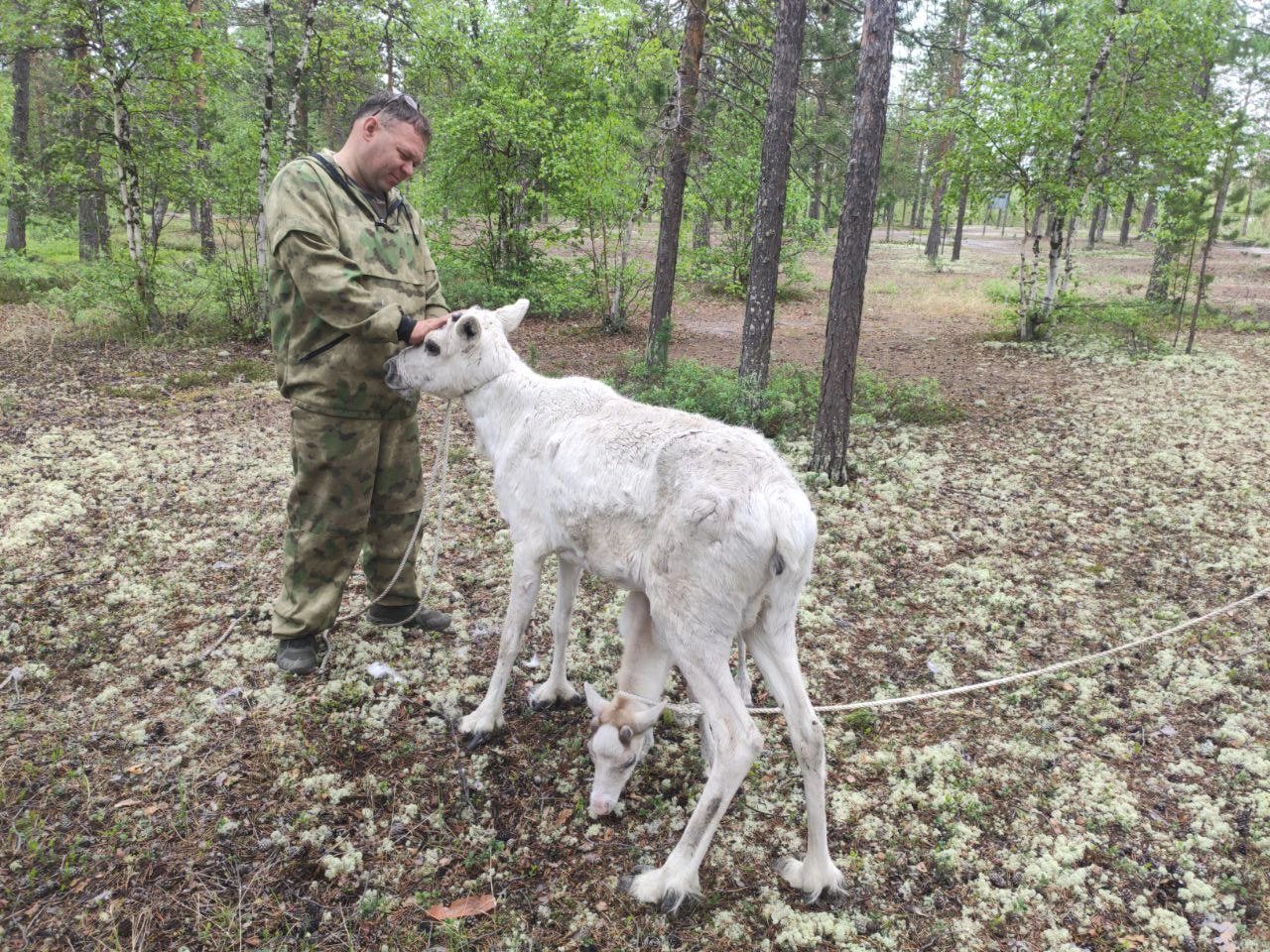 Подаренная Путину олениха с Ямала отправилась в новый дом
