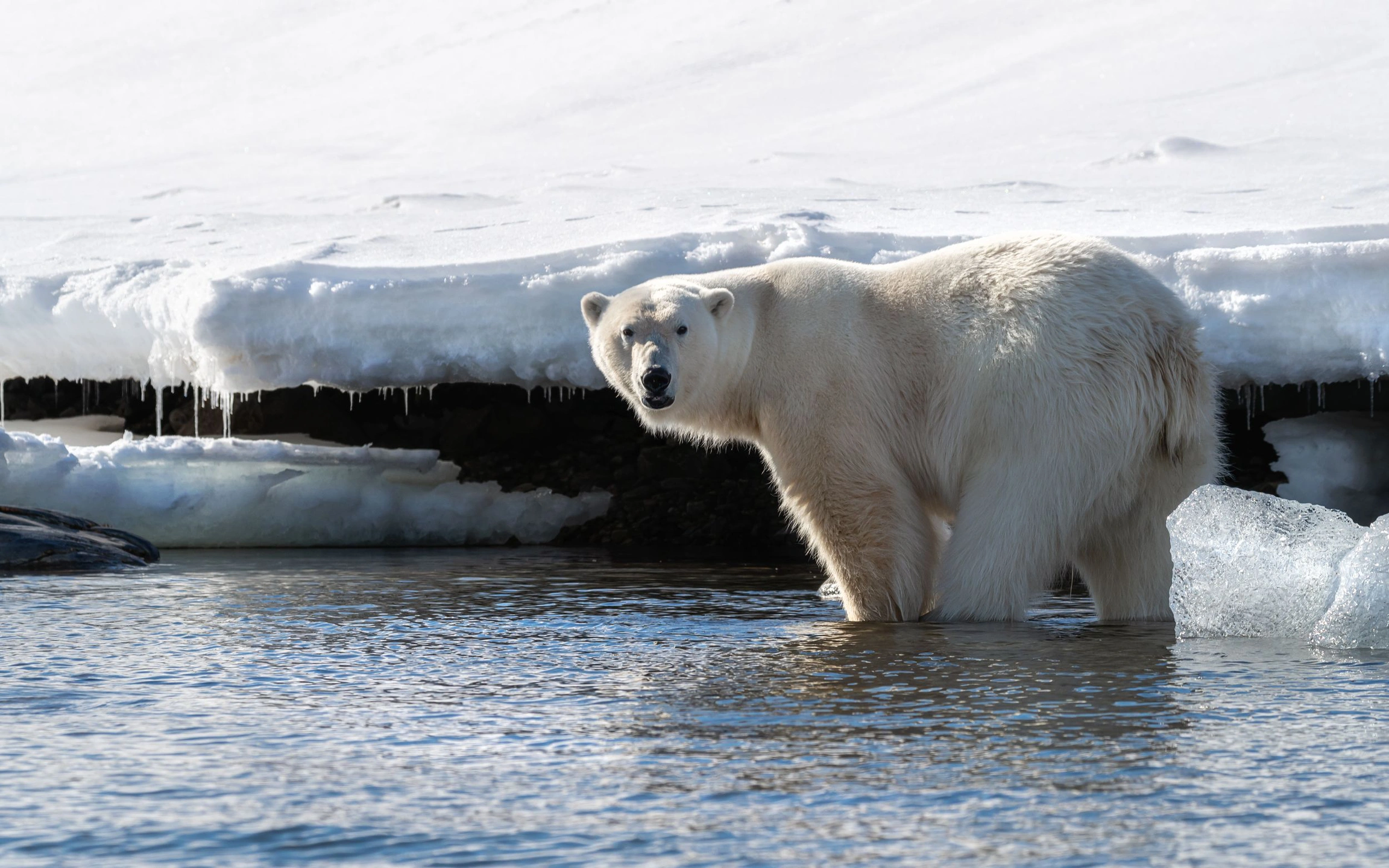 Учёные: Арктика освободится ото льда уже к 2030 году