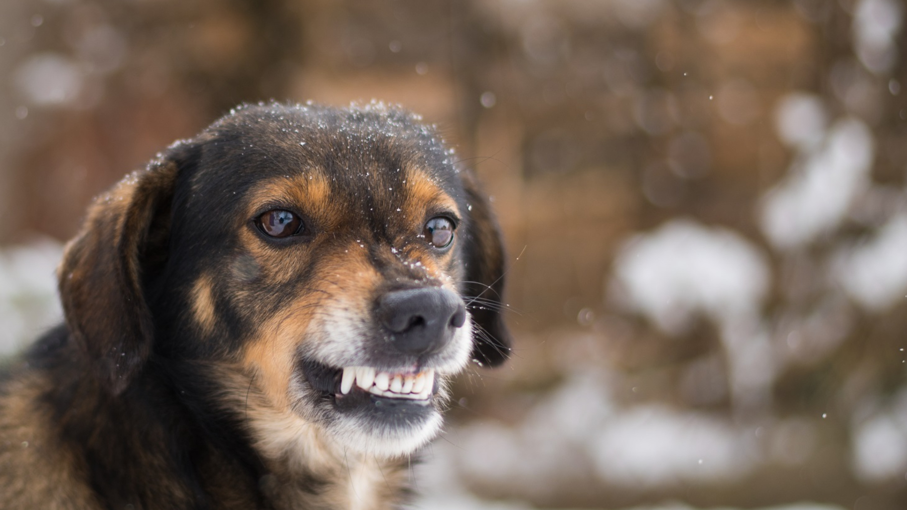 Что делать, если напала стая собак: как защититься от своры | Ямал-Медиа
