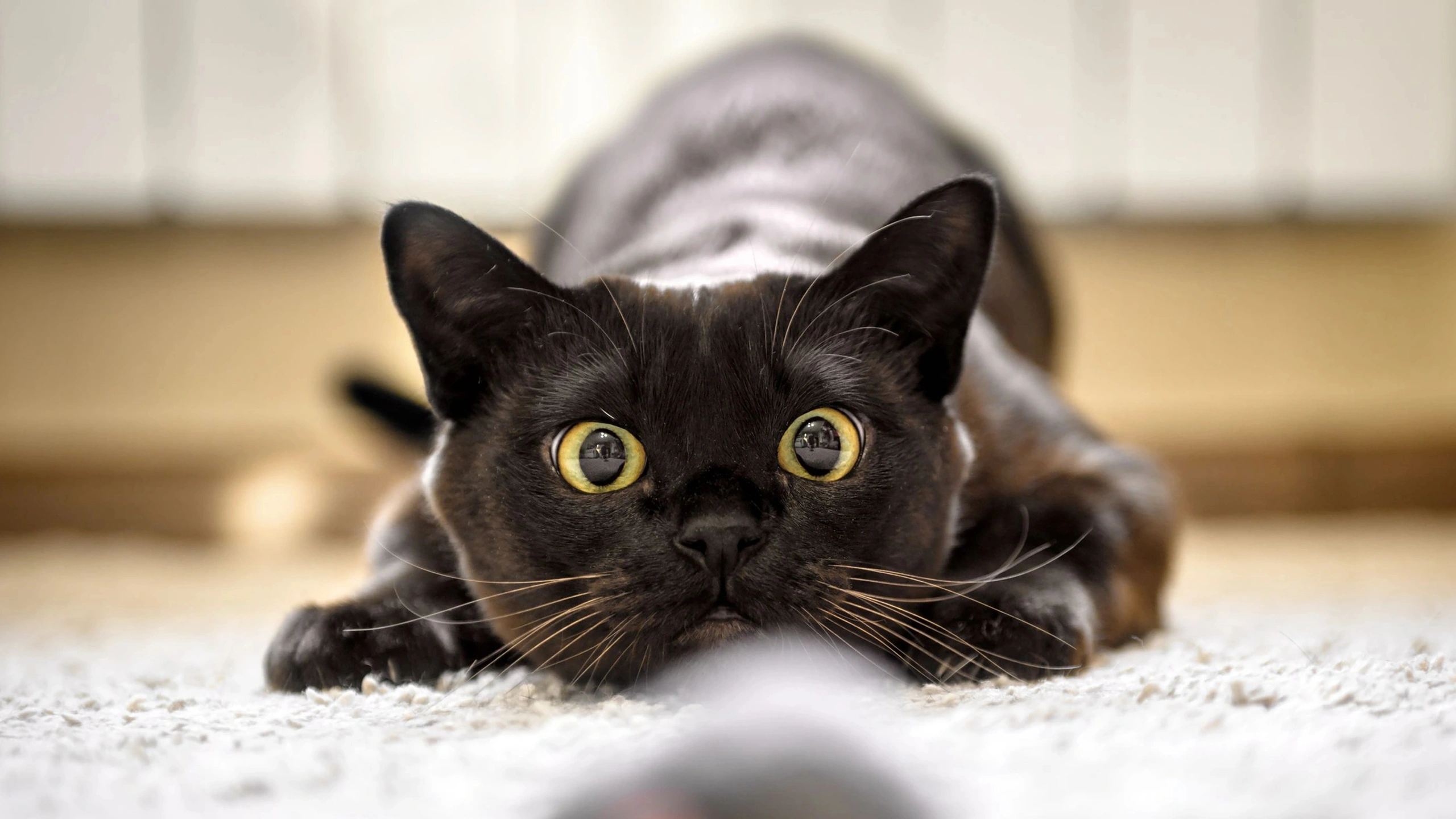 Gismeteo.ru: кошки-метисы живут дольше породистых