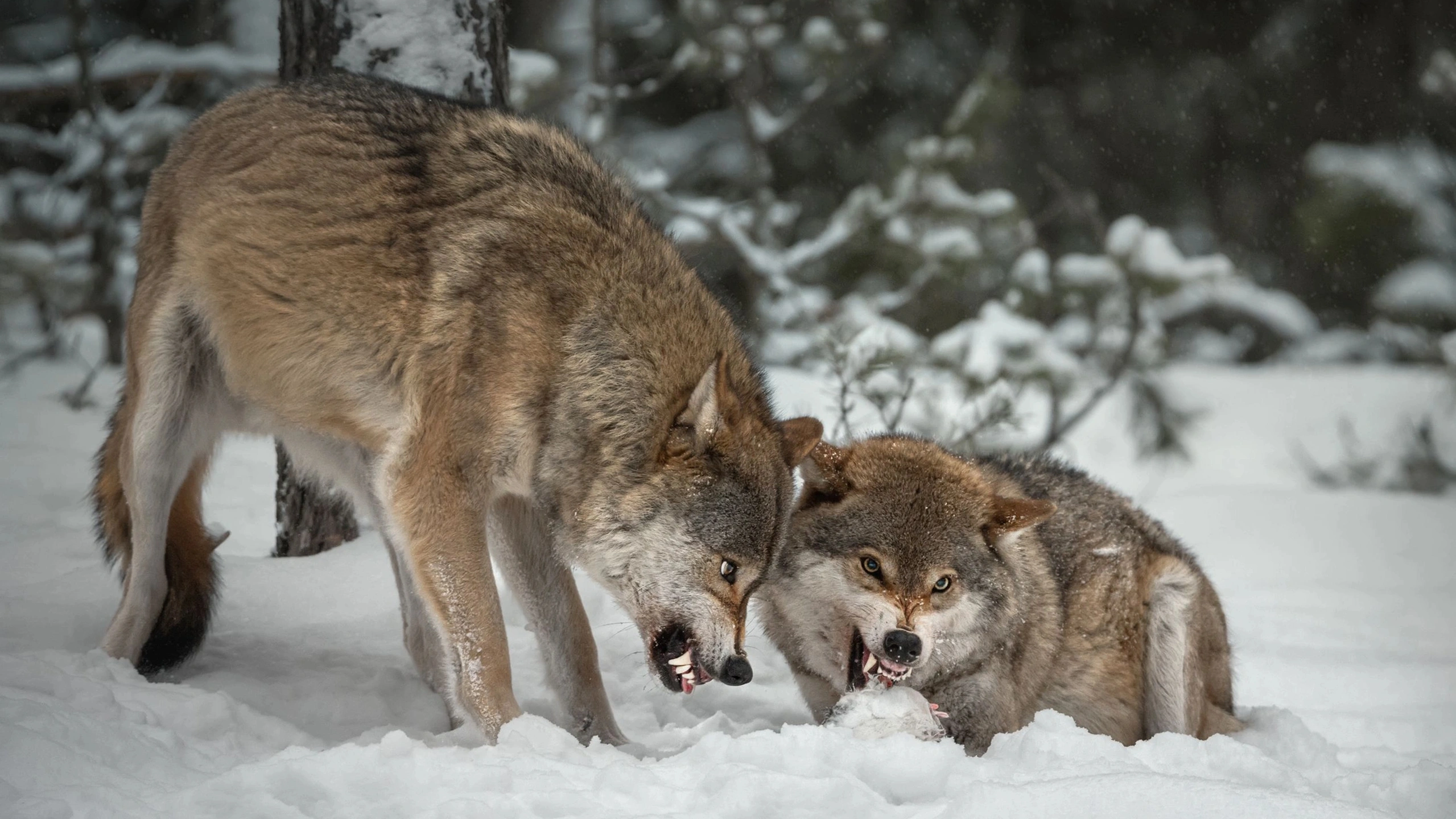 Naked Science: волки из зоны отчуждения обладают иммунитетом к раку