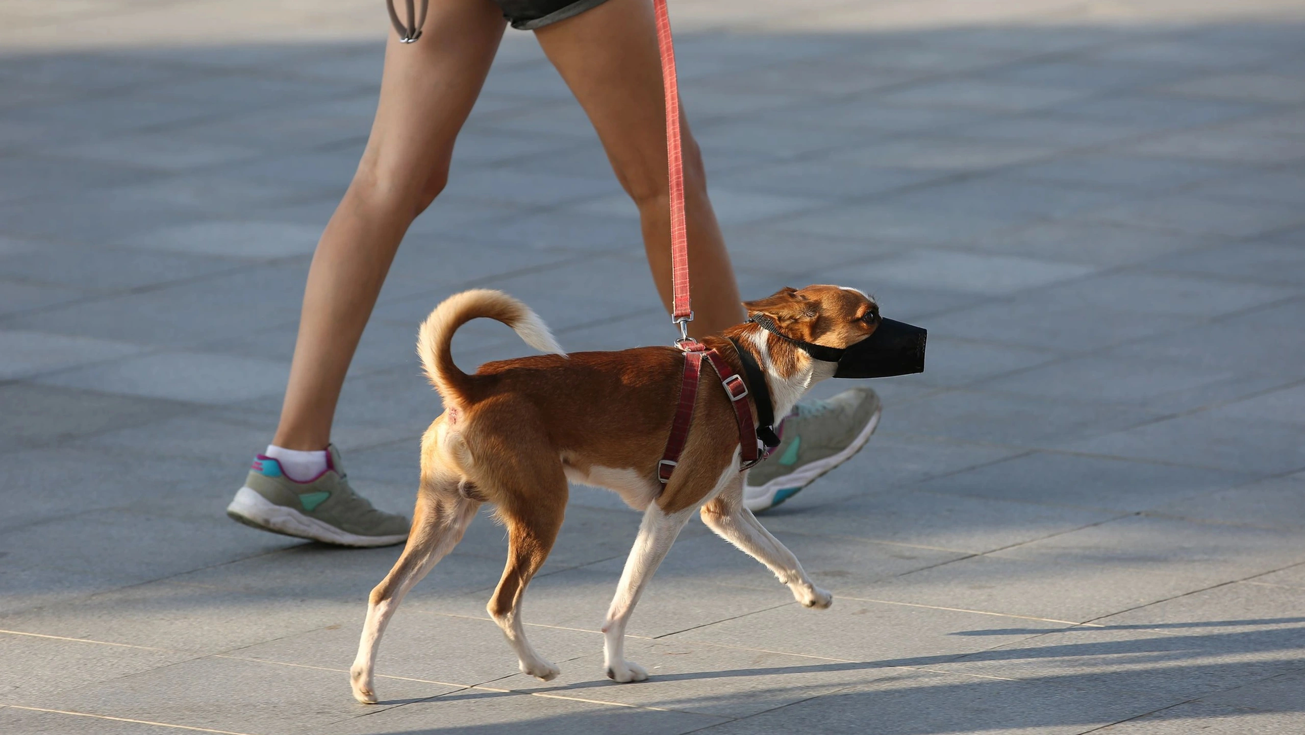 Финские учёные назвали бультерьера самым дружелюбным псом