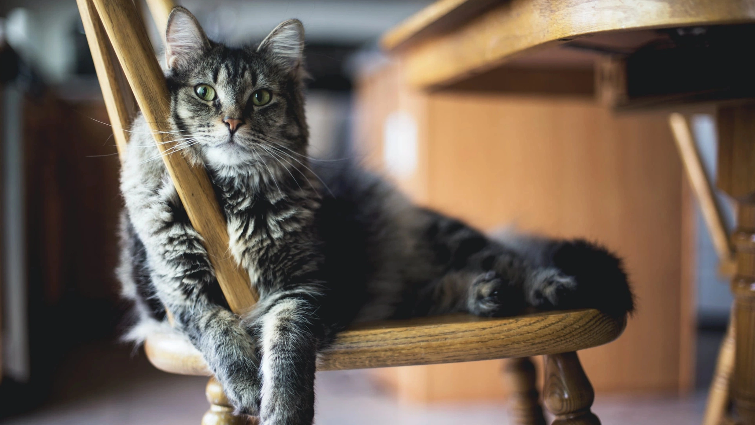В России запретят удалять когти кошкам. Почему опасны такие операции |  Ямал-Медиа