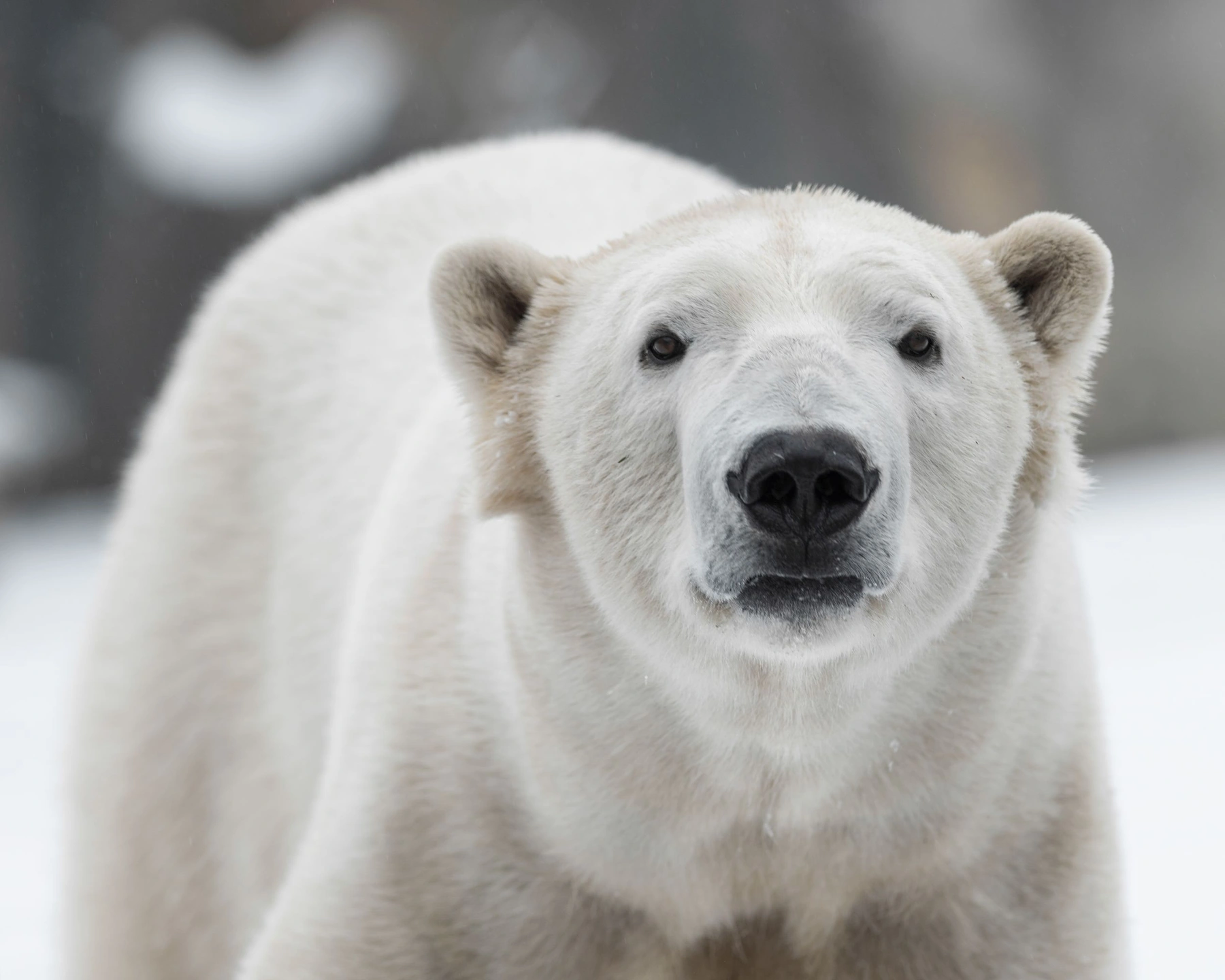 Белый медведь попытался покормиться на атомном ледоколе «Урал»