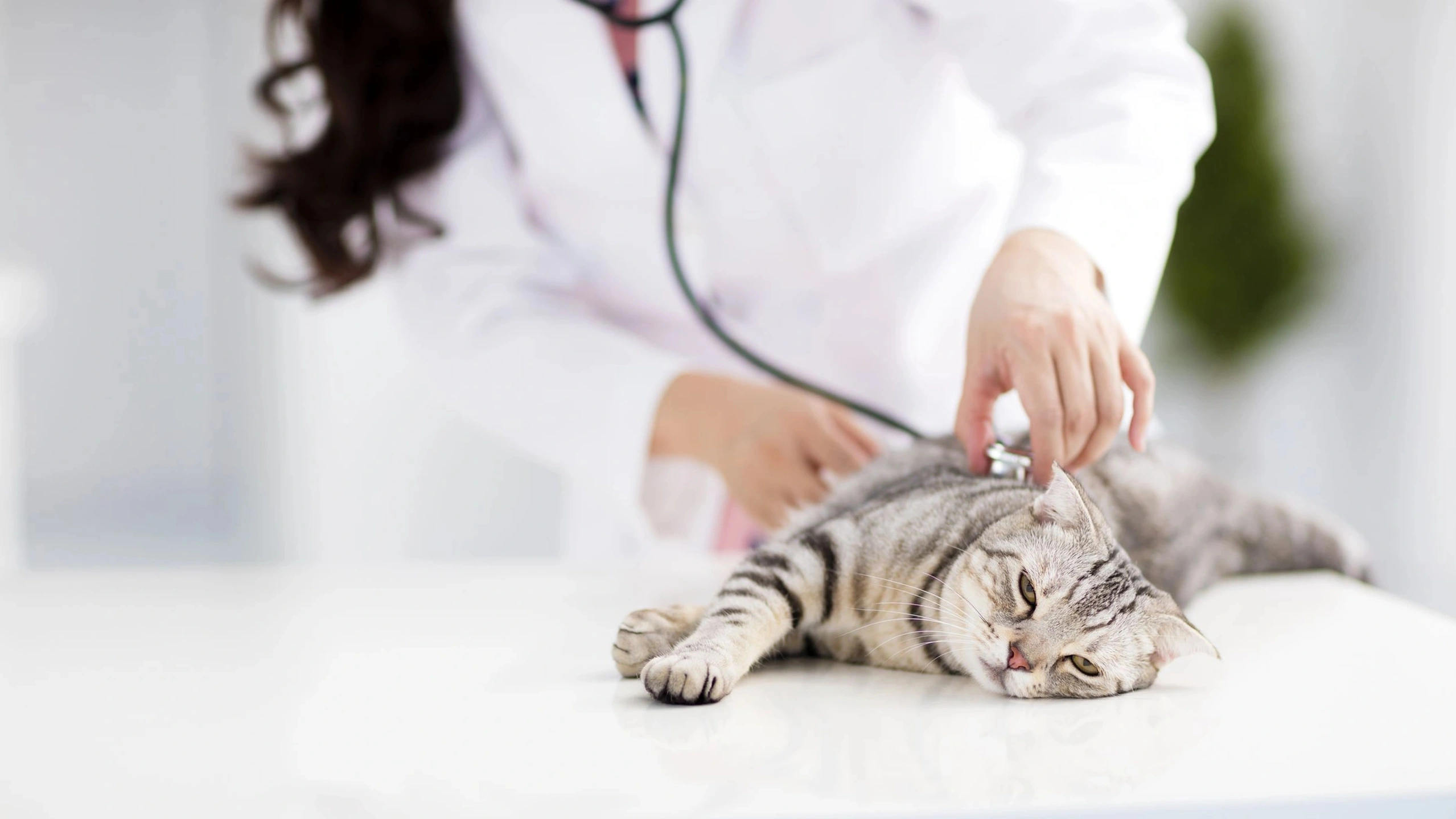 Ветеринары смогут дистанционно следить за здоровьем подопечных с помощью шлейки