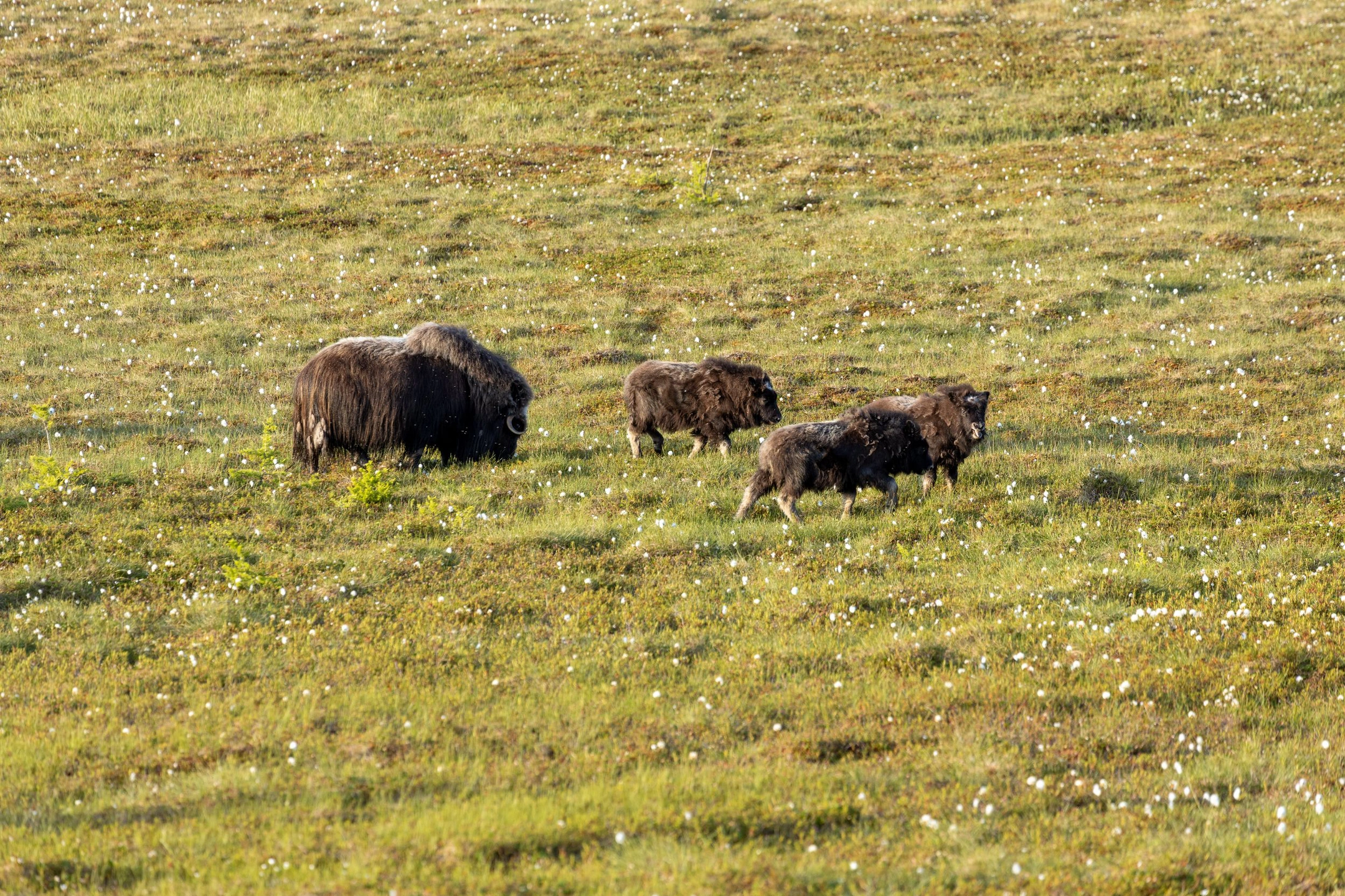 В парке «Ингилор» на Ямале родилось рекордное количество овцебыков — 29 особей