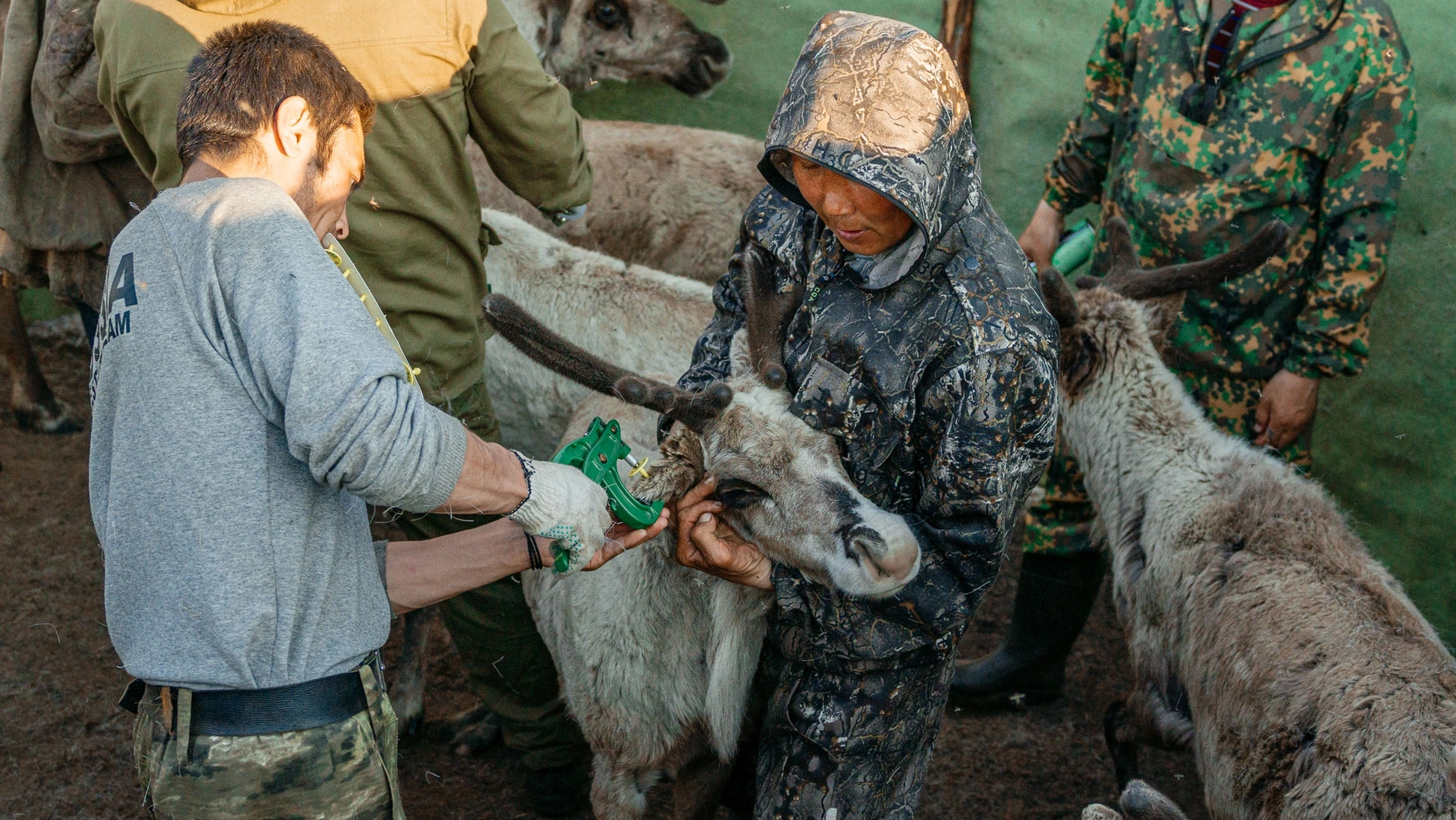 Более 500 тысяч ямальских оленей вакцинируют от сибирской язвы | Ямал-Медиа