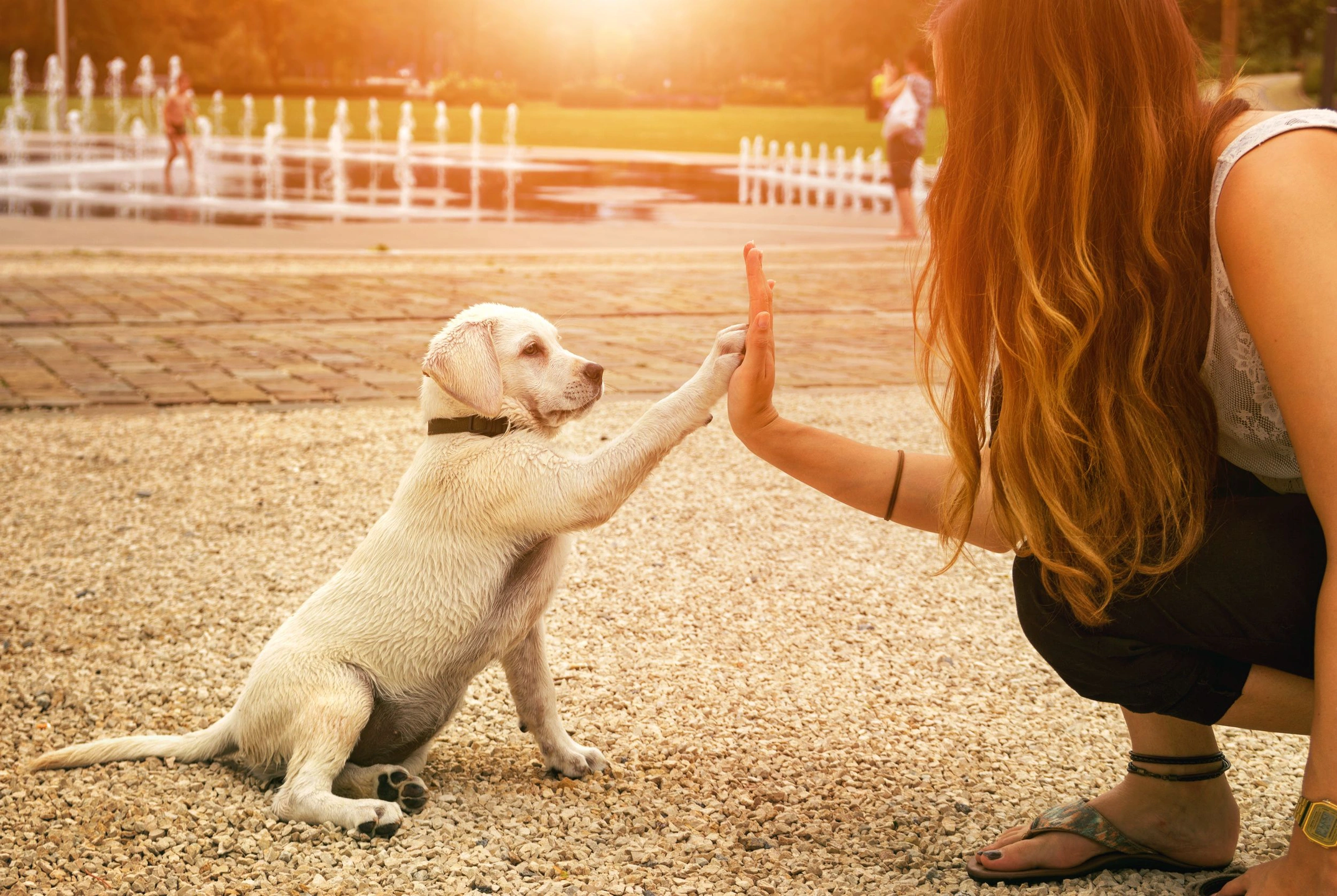 Dogs Trust: люди склонны выбирать собак, похожих на себя