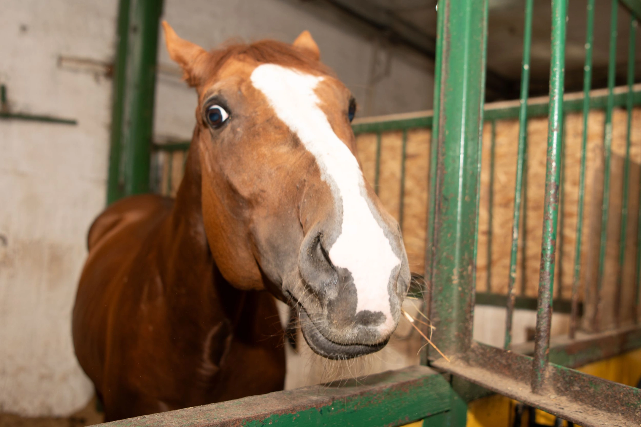 Власти ЯНАО выделят 7 млн рублей на разведение уникальной местной породы лошадей