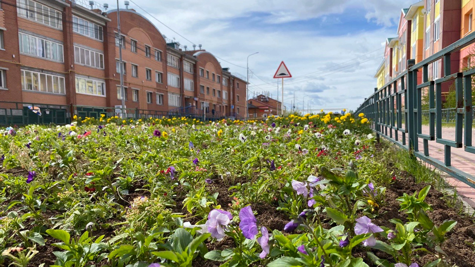 В Тазовском районе высадят более 80 тысяч цветов