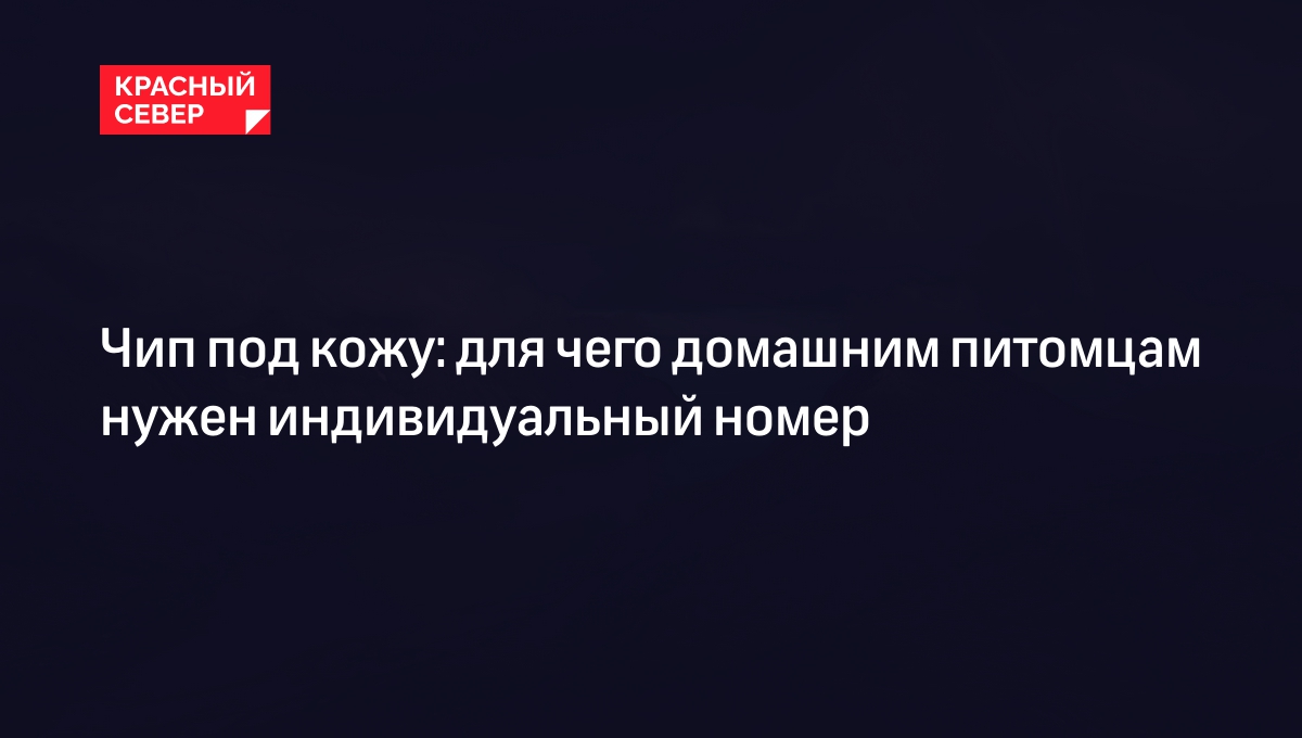 Чипирование домашних животных с 1 сентября 2023 на Ямале: закон, зачем  нужно, как проходит | «Красный Север»