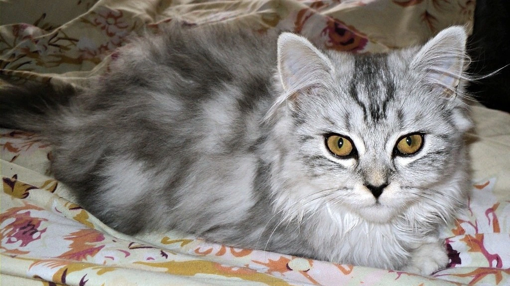 Кошка для квартиры: 10 самых спокойных пород - 17 февраля, Статьи «Кубань 24»