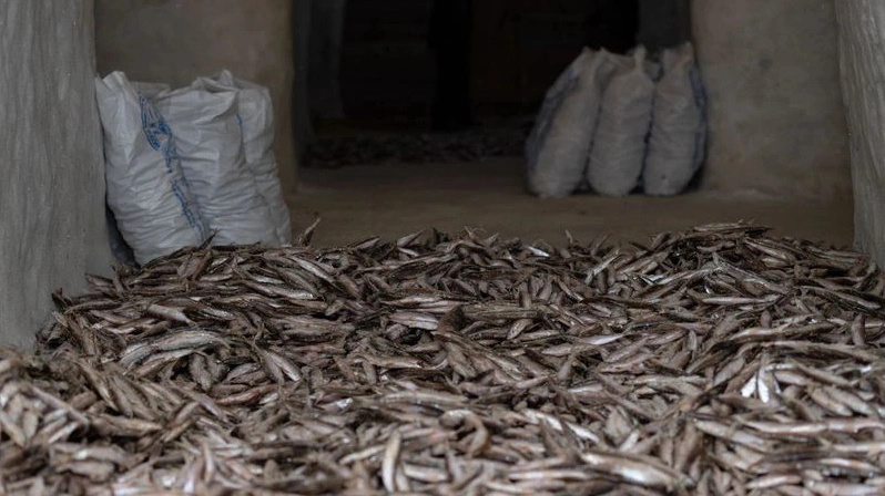 С начала года рыбаки ЯНАО выловили более 600 тонн рыбы