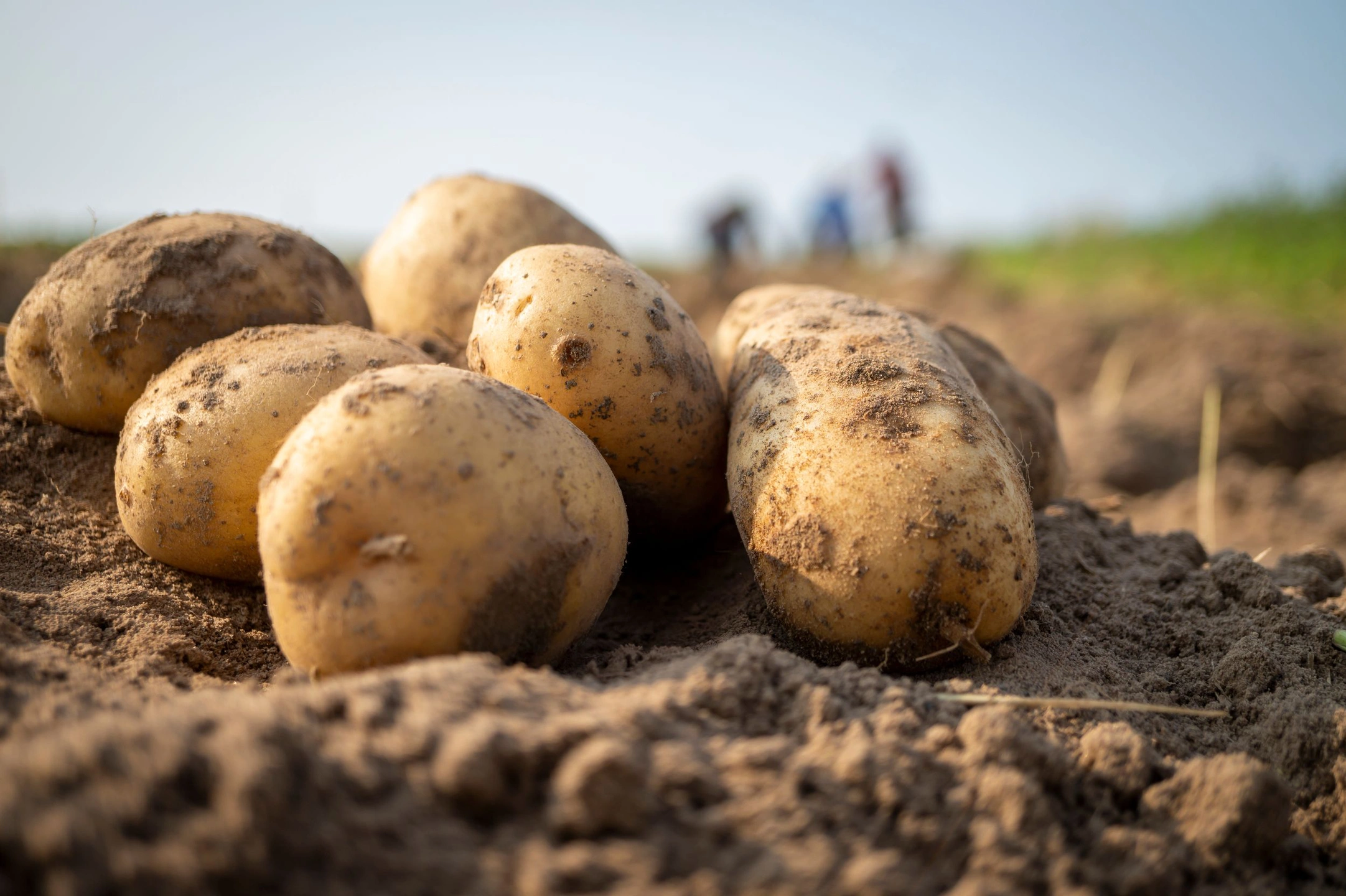 В Салехарде высаживают 14 гектаров картофеля