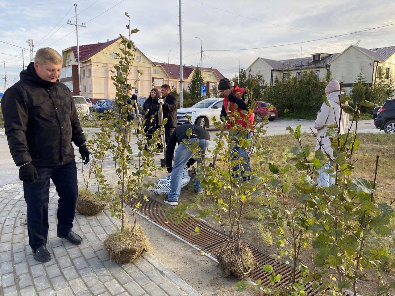 Работники городского хозяйства Тазовского высадят 1750 кустов ольховника