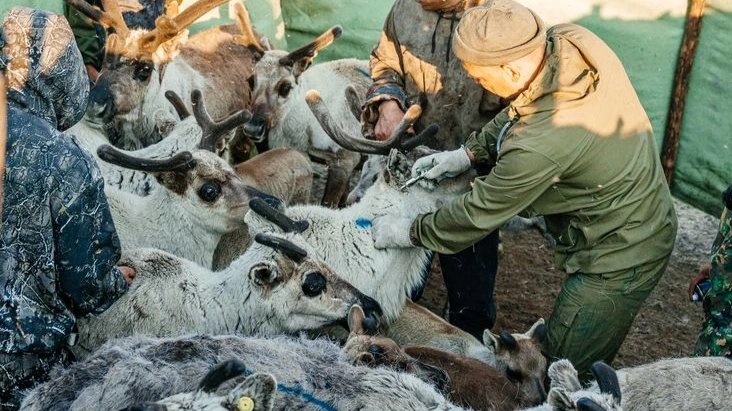 В Тазовском районе за год от сибирской язвы вакцинируют 213 тысяч оленей
