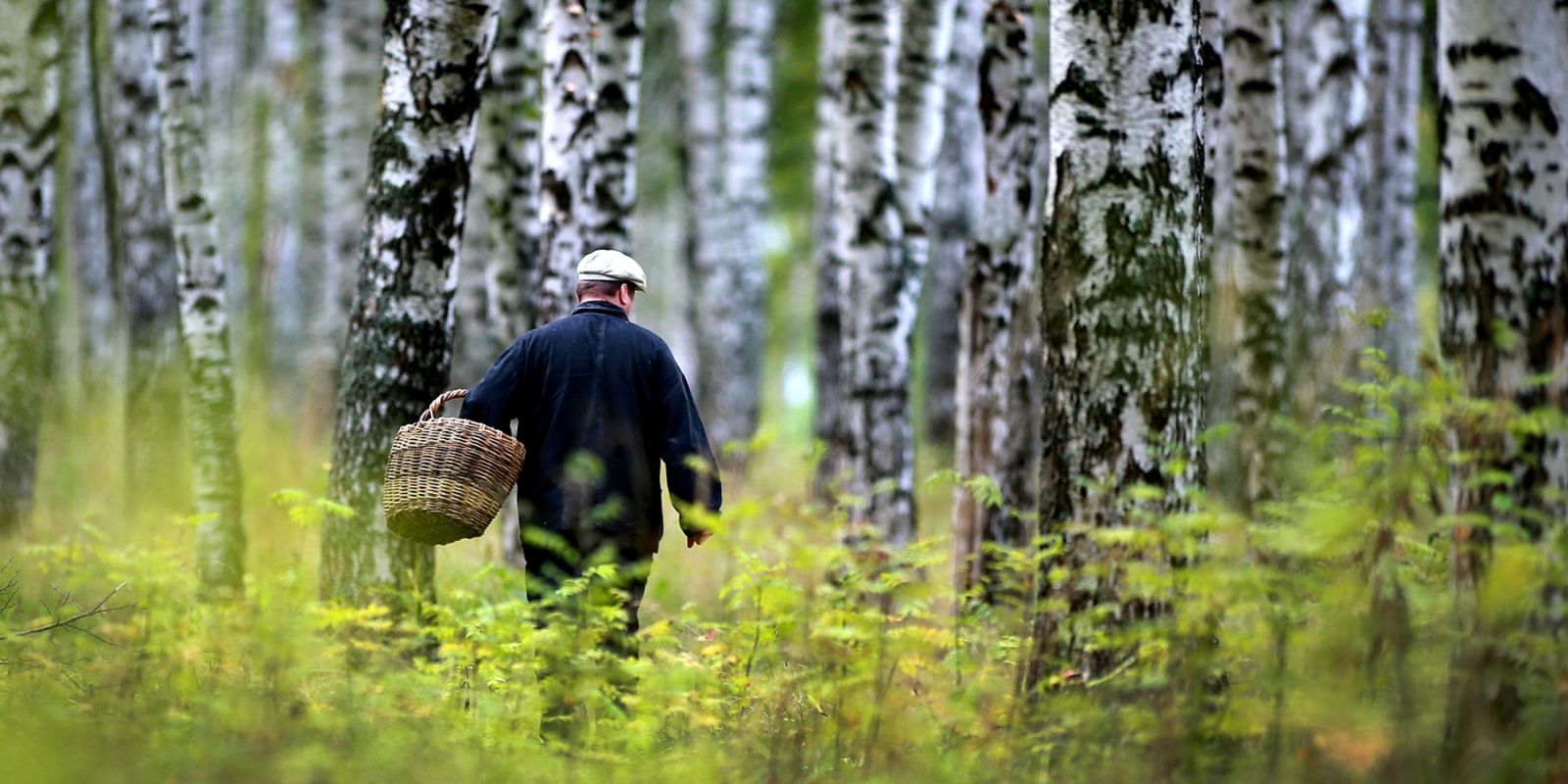 Почему взрослые и дееспособные люди теряются в лесу? | Ямал-Медиа