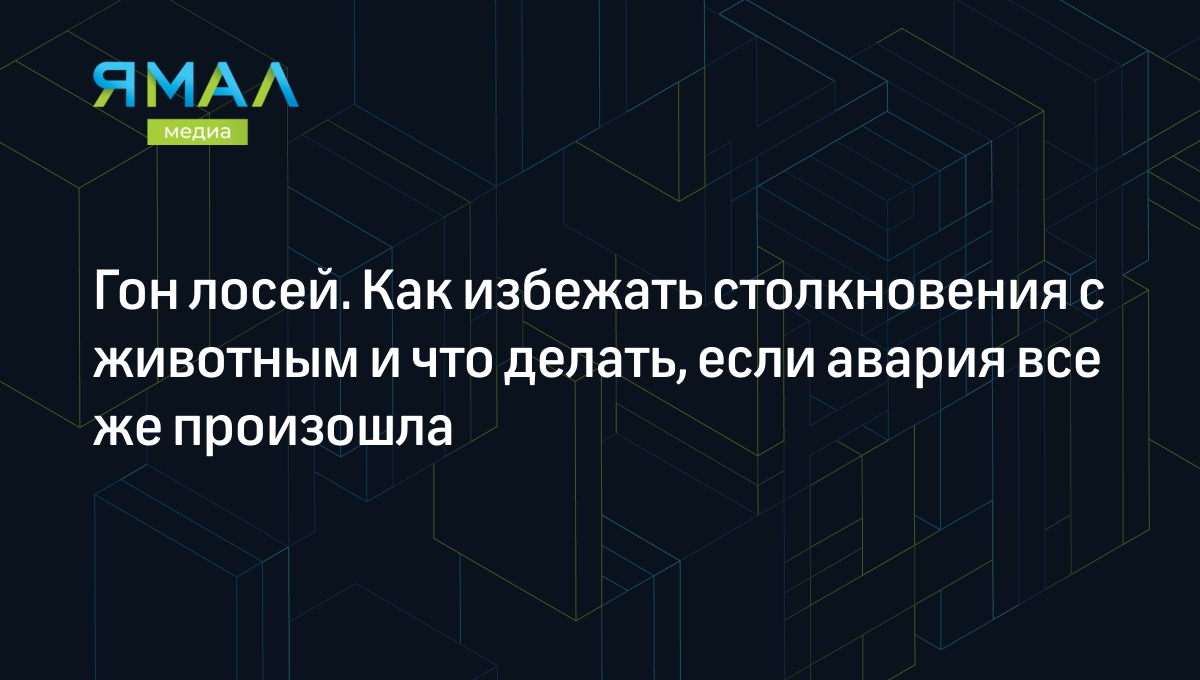 Лось вышел на дорогу: порядок действий и штраф за сбитого лося 2023 |  Ямал-Медиа