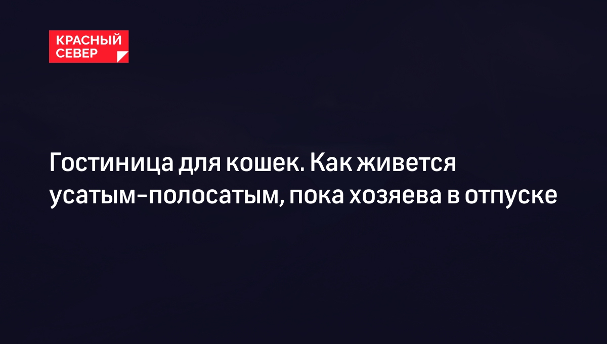 Гостиница для кошек. Как живется усатым-полосатым, пока хозяева в отпуске |  «Красный Север»