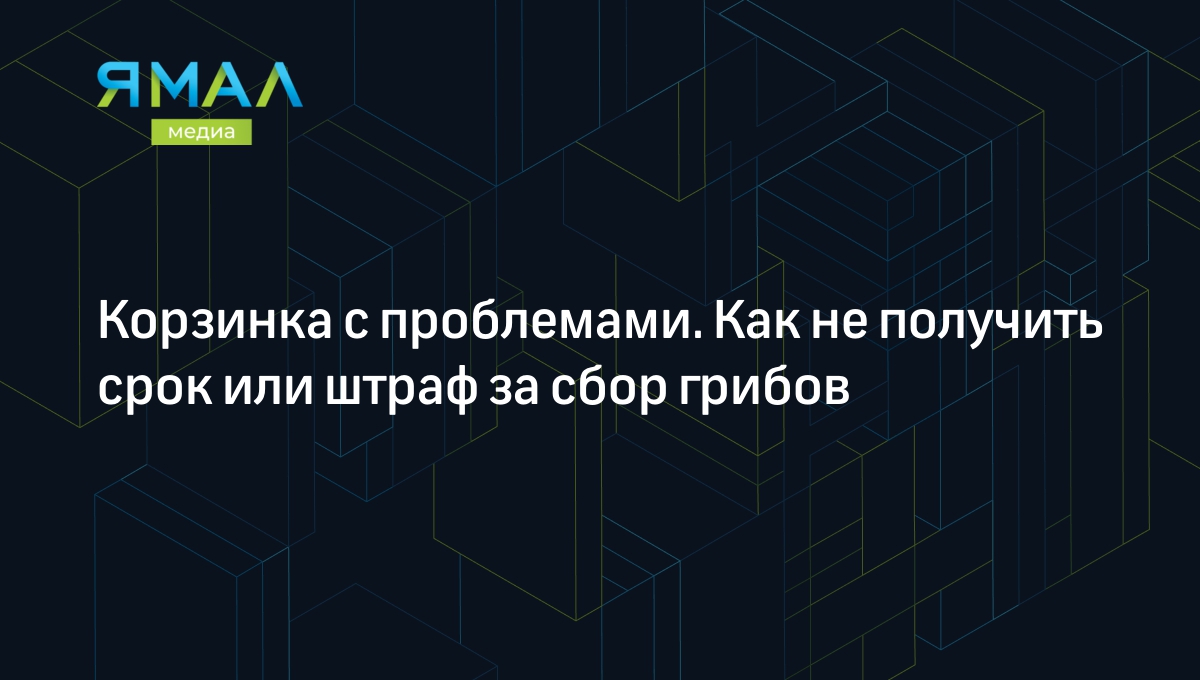 Сбор грибов 2023: новый закон, штрафы и уголовная ответственность |  Ямал-Медиа