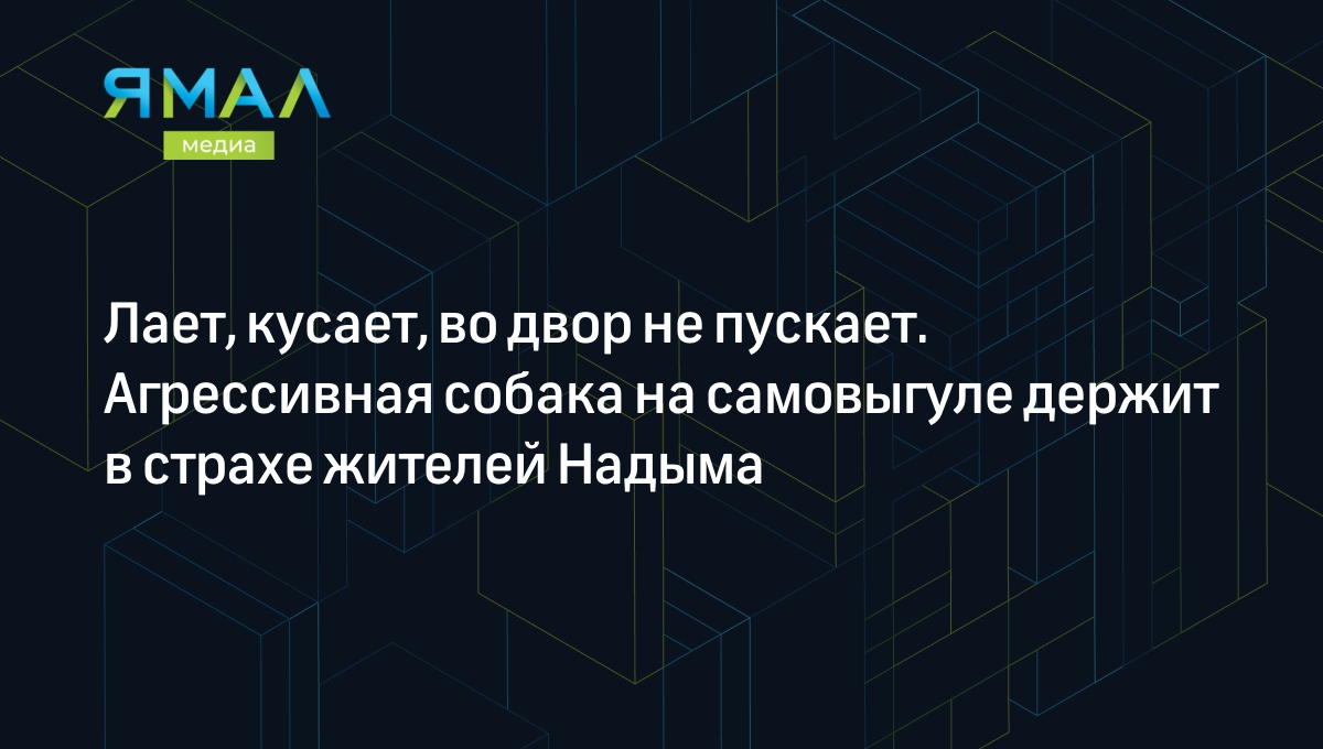 Лает, кусает, во двор не пускает. Агрессивная собака на самовыгуле держит в  страхе жителей Надыма | Ямал-Медиа