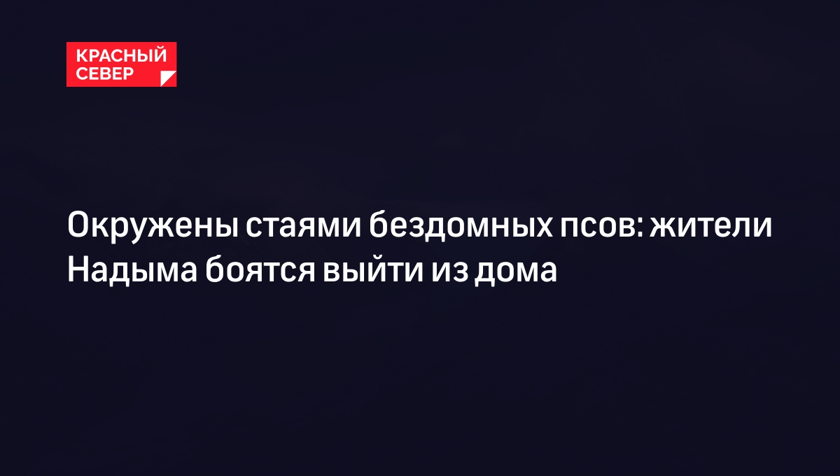 Окружены стаями бездомных псов: жители Надыма боятся выйти из дома |  «Красный Север»