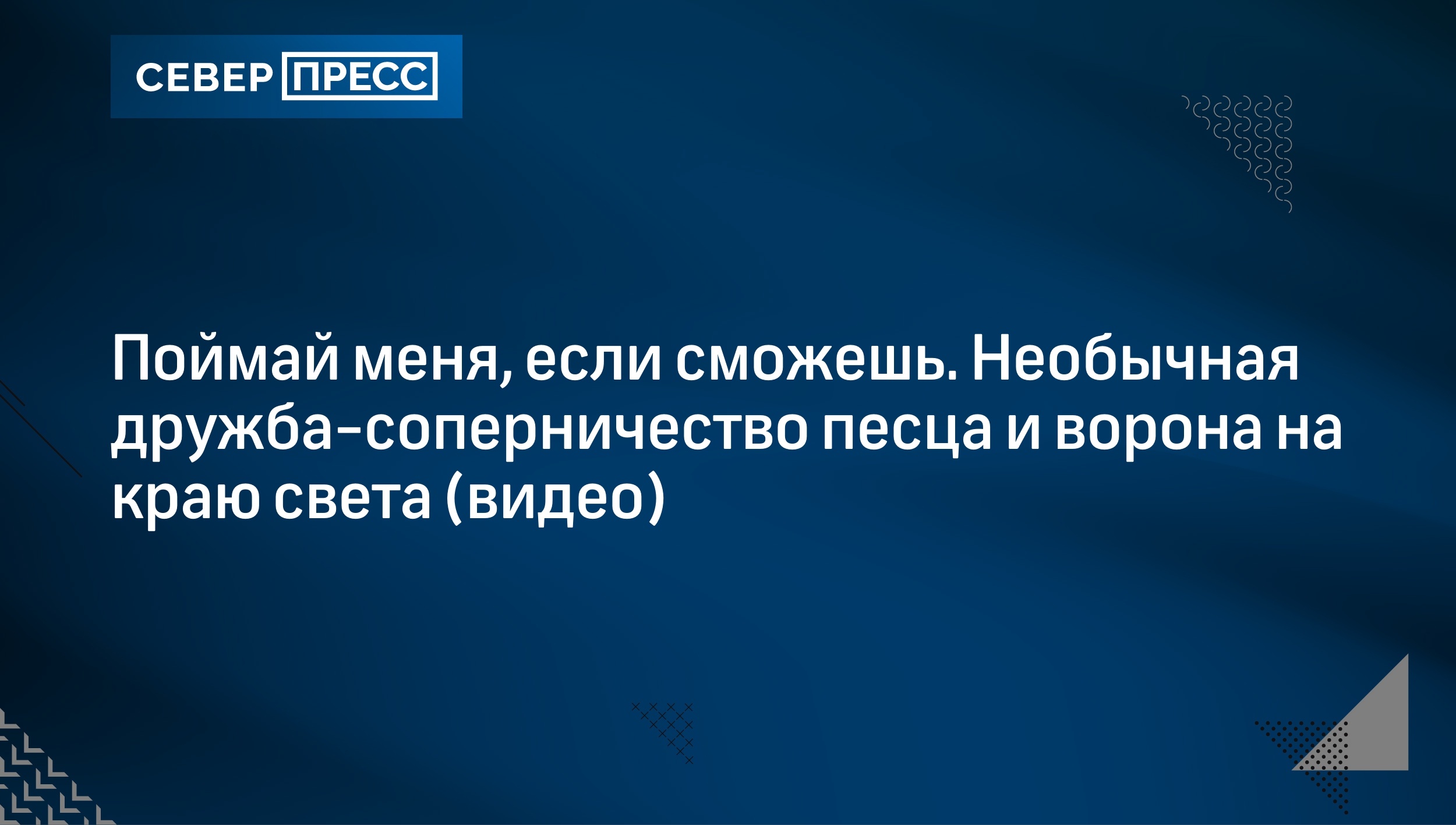 Поймай меня, если сможешь. Необычная дружба-соперничество песца и ворона на  краю света (видео) | Север-Пресс