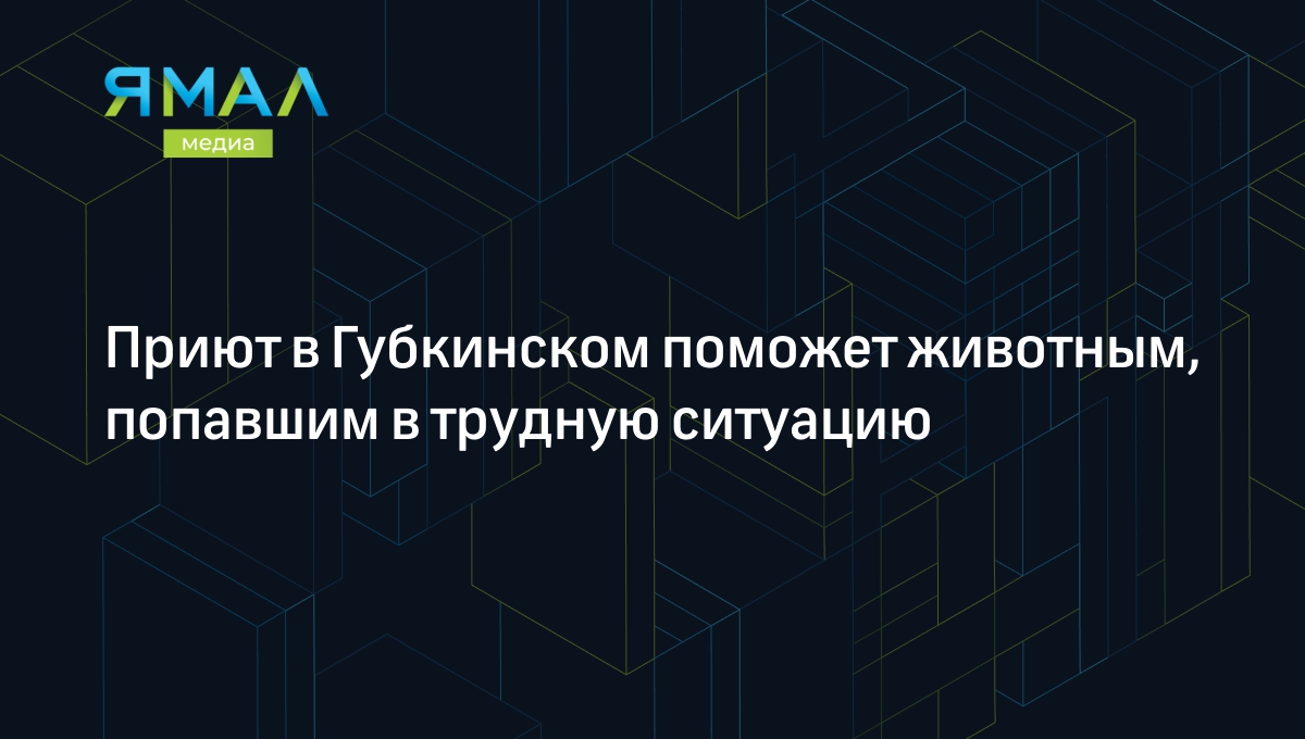 Приют в Губкинском поможет животным, попавшим в трудную ситуацию |  Ямал-Медиа