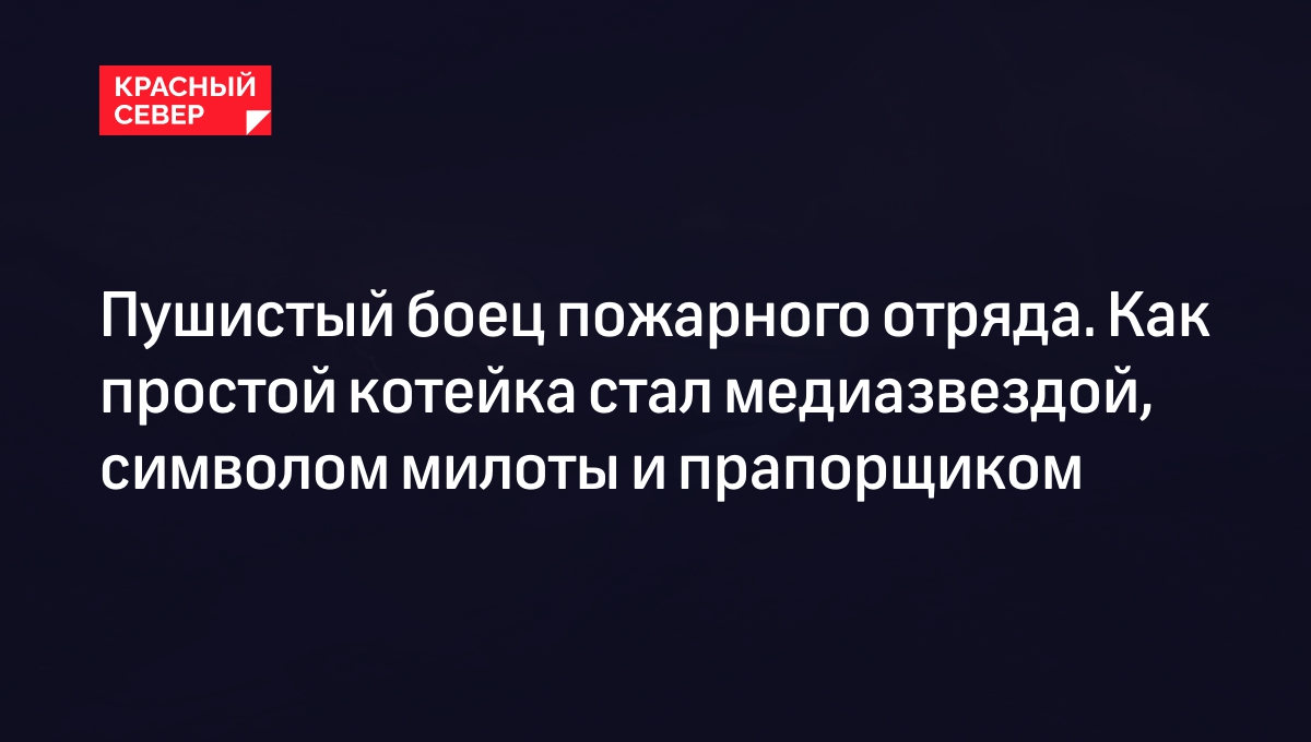 Пушистый боец пожарного отряда. Как простой котейка стал медиазвездой,  символом милоты и прапорщиком | «Красный Север»