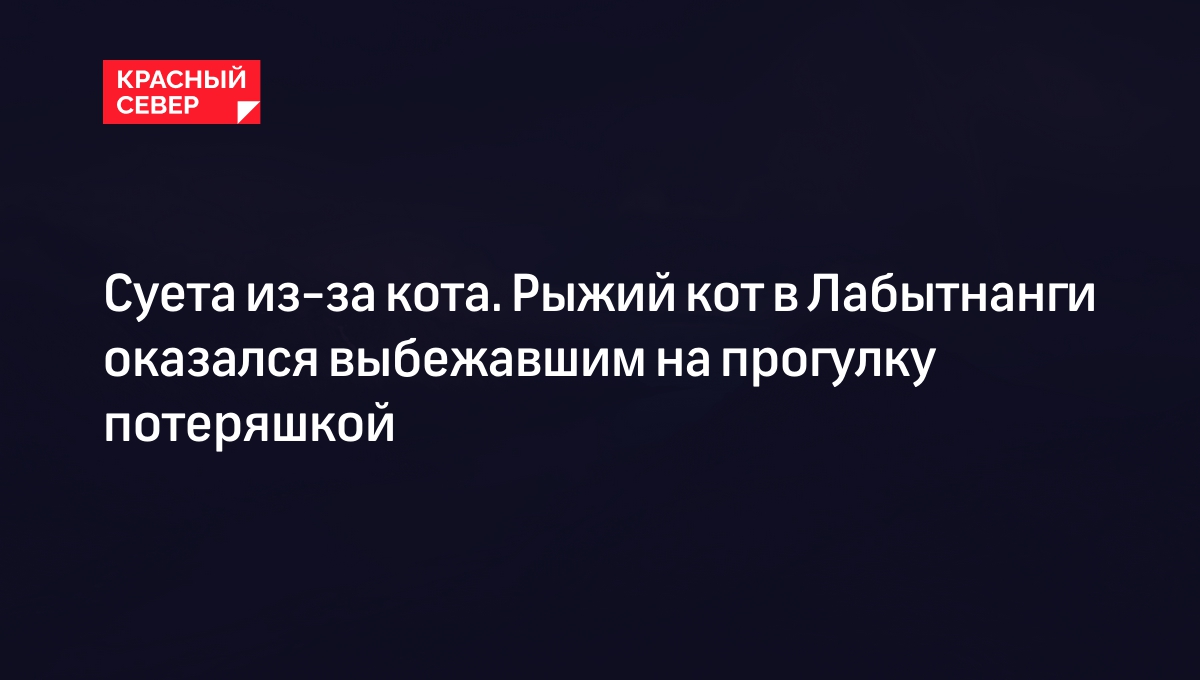 Суета из-за кота. Рыжий кот в Лабытнанги оказался выбежавшим на прогулку  потеряшкой | «Красный Север»