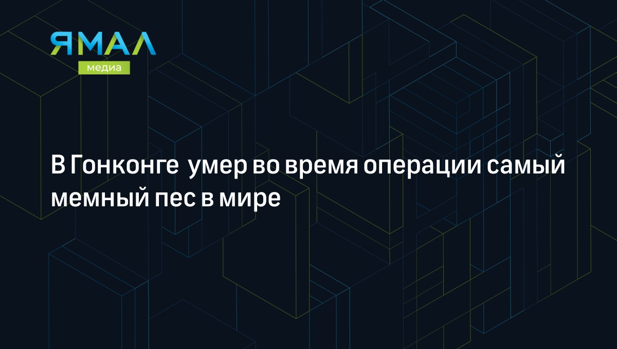 В Гонконге умер во время операции самый мемный пес в мире | Ямал-Медиа