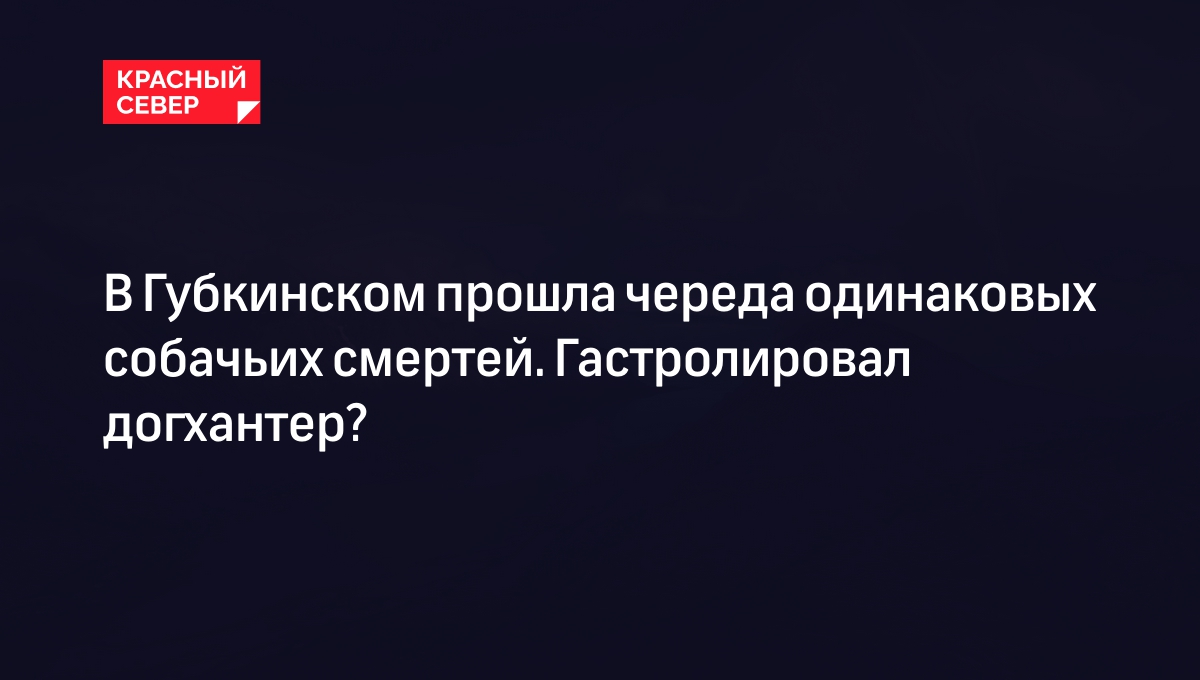 В Губкинском прошла череда одинаковых собачьих смертей. Гастролировал  догхантер? | «Красный Север»