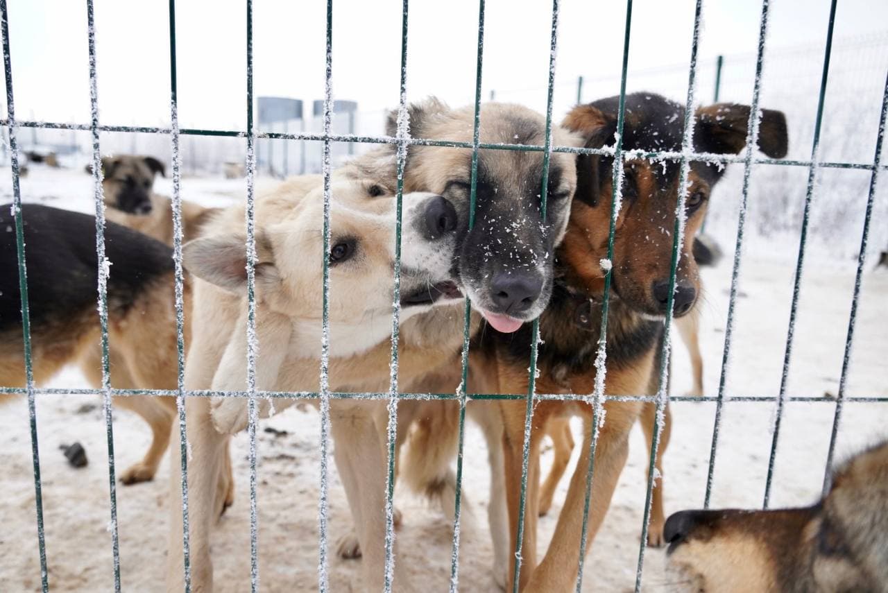 В ЯНАО за год отловили 5000 бездомных животных. Большинство из них  возвращаются на улицы | «Красный Север»