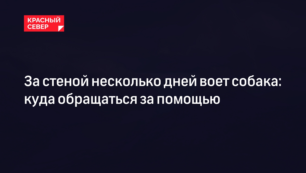 За стеной несколько дней воет собака: куда обращаться за помощью | «Красный  Север»