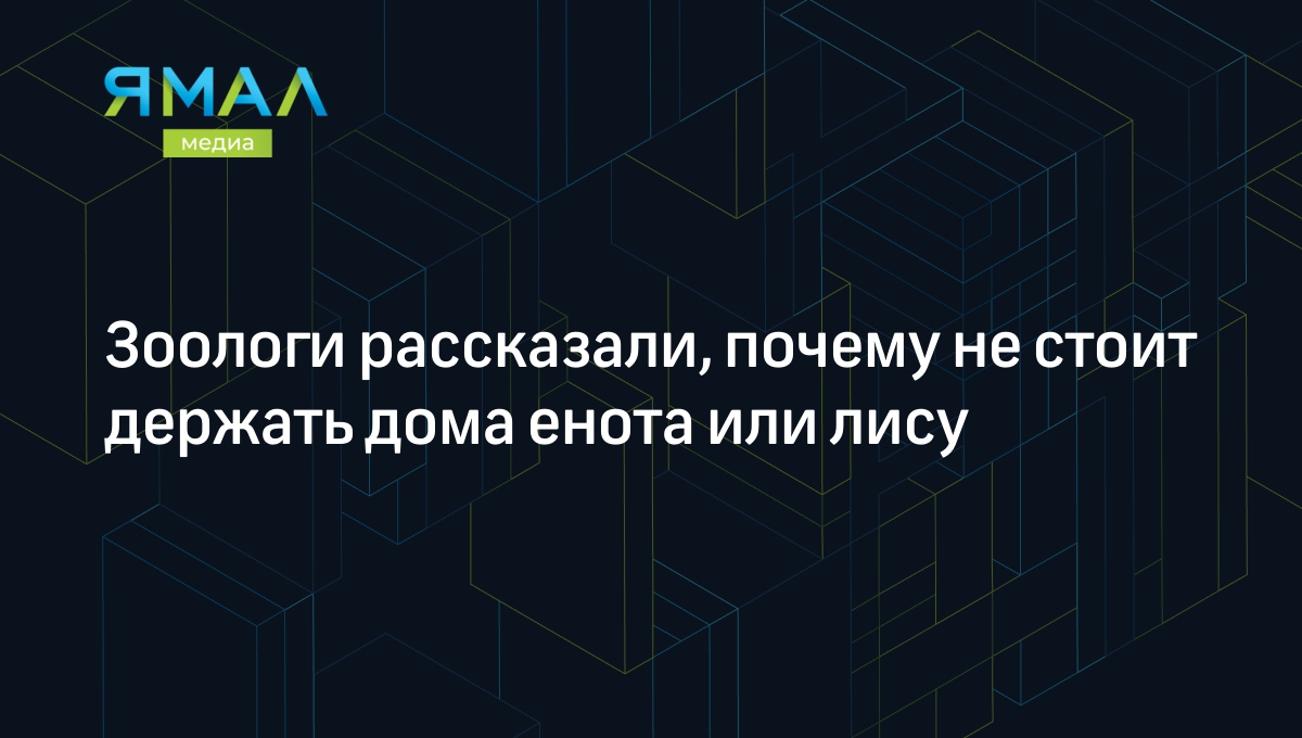 Зоологи рассказали, почему не стоит держать дома енота или лису | Ямал-Медиа